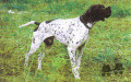 Pedigree MILTON DE CAYOMIL